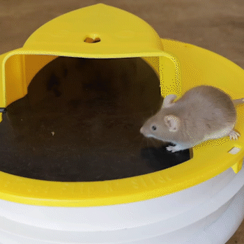 flip n slide bucket lid mouse trap 13