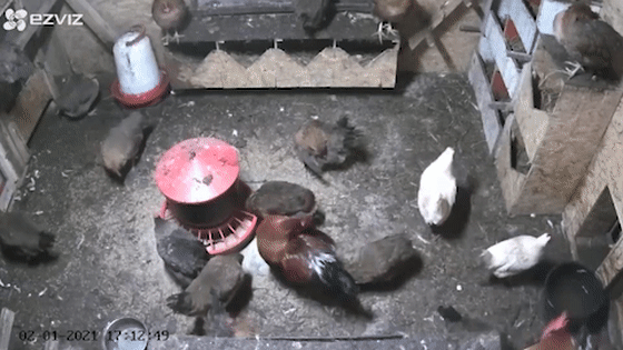 poultry farm automatic 6 1